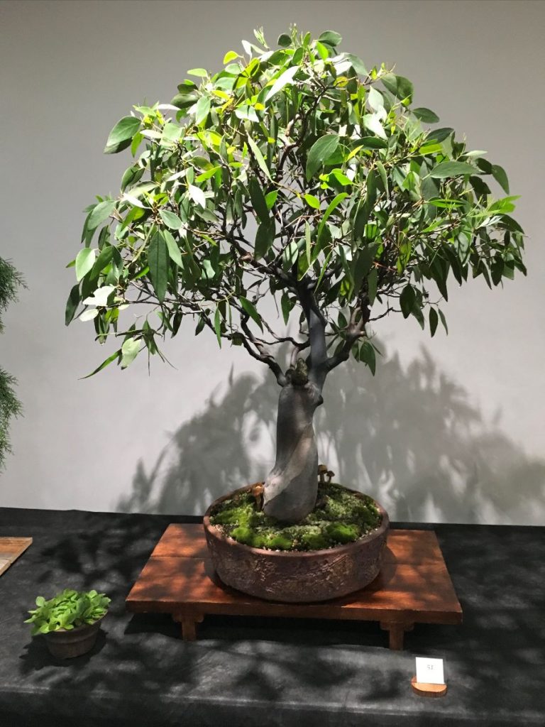 Natives Myths and Misconceptions of Australian Bonsai BSA