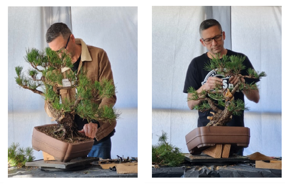 He removed a lot of excess foliage and planned a change in the angle of the tree. When it’s next repotted, its placement in the pot will be altered accordingly.