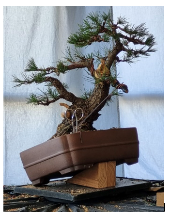 Bonsai