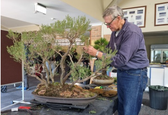 man working on a bonsai plant