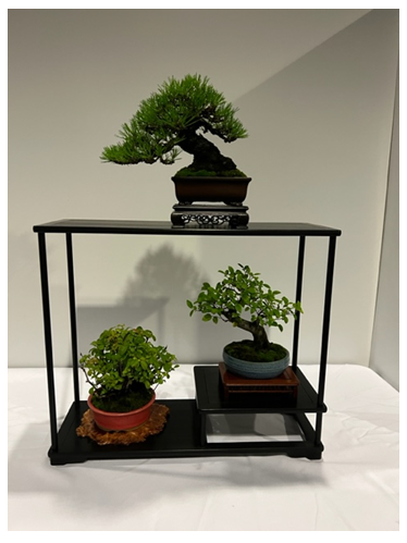 Part of a Shohin display at the BONSAI OPEN 2022