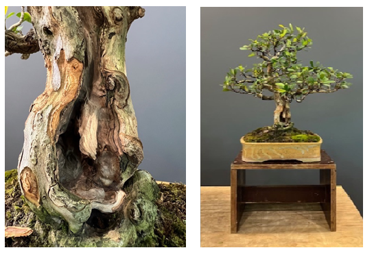 finished bonsai tree
