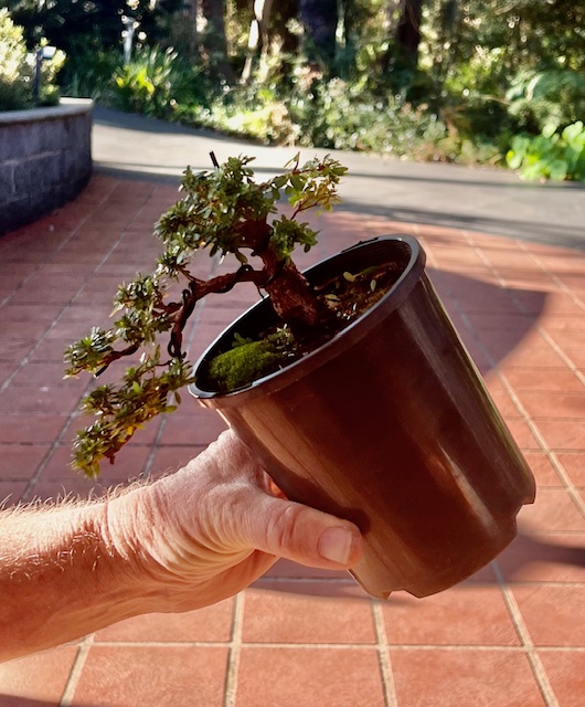 Saotome ready to make the move to a bonsai pot
