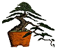 Bonsai Society of Australia Inc.