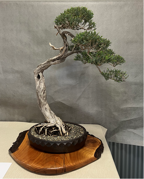 Crossed-leaf honey-myrtle