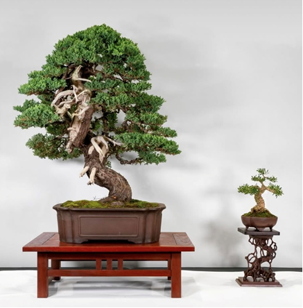 Bruce King’s Himalayan juniper was chosenMingara Recreation Club 