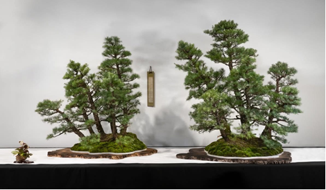 First place, Open category, Michael Hood’s ‘Giant Cedar Forest’.