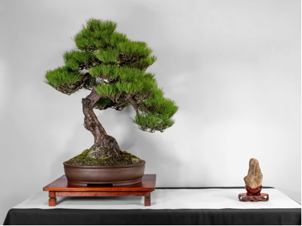 Ric Roberts won second place in the Open category with a wonderful old Koreshoff red pine.