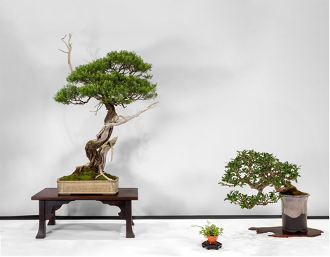 Michael Kempson took out the best Australian Native Display with this beautiful Kunzea ambigua paired with a lilly pilly.