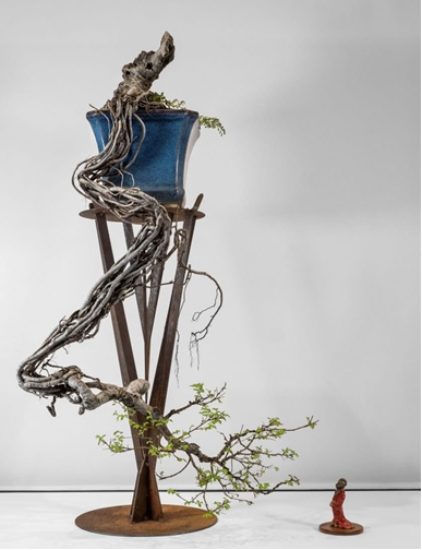 Allan Harding’s Penjing Chinese elm