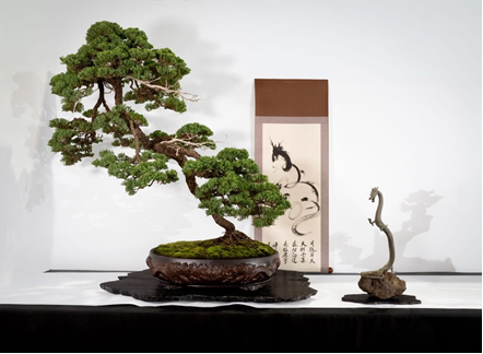 Creative category won by Trish Armstrong with rising dragon juniper