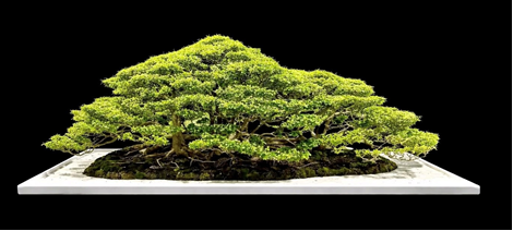 The People’s Choice Award went to Dave McKeon’s wonderful privet raft 