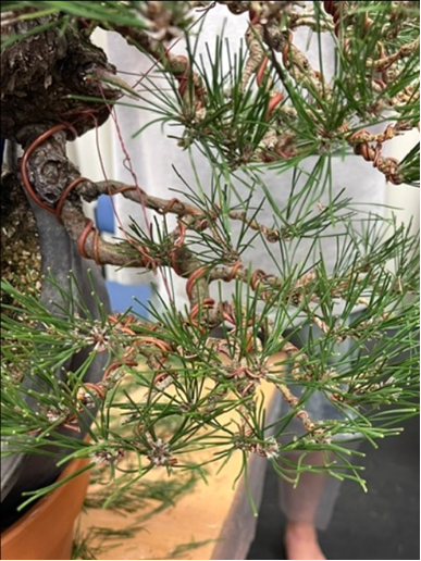 First branch wired.